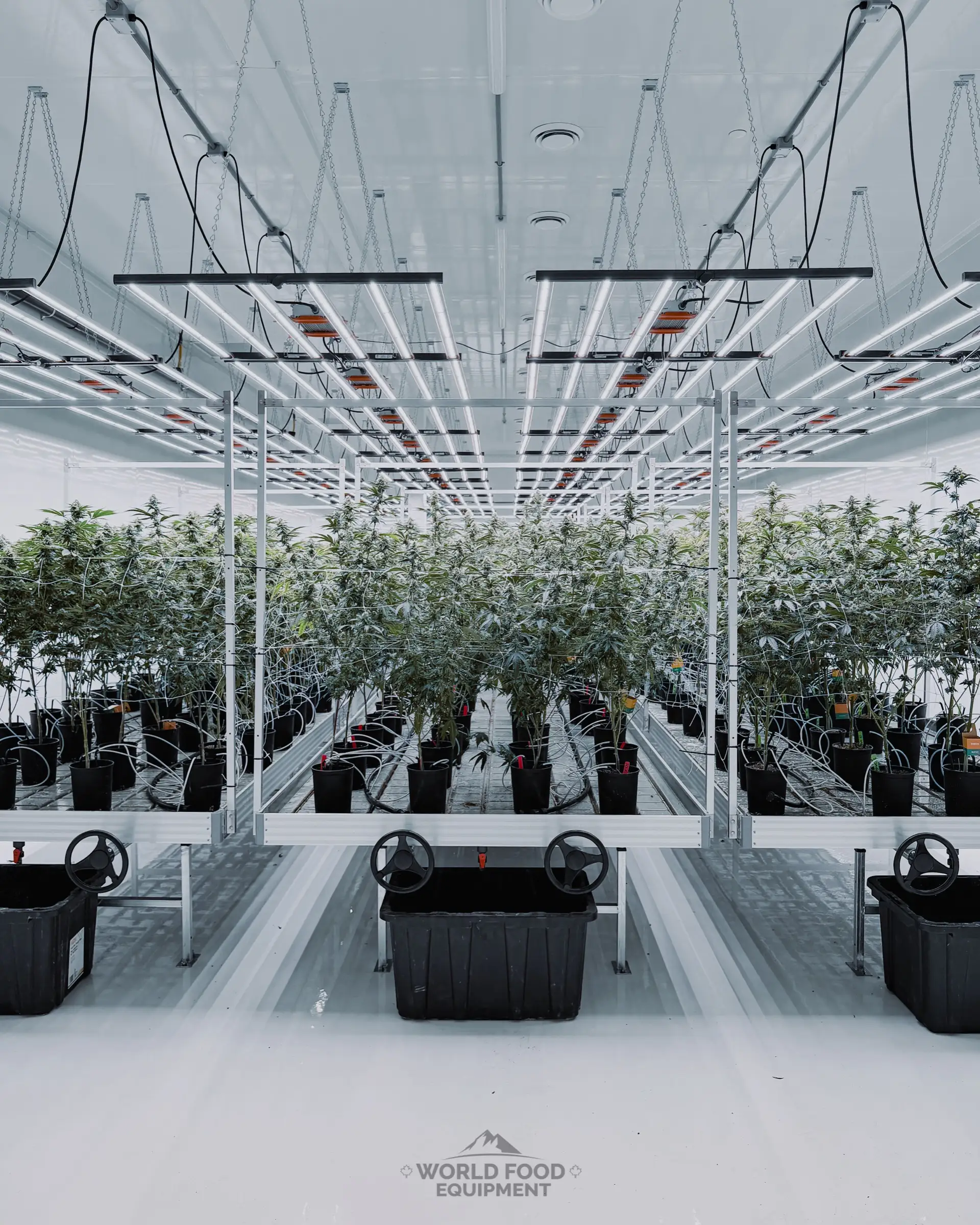 Interior of a finished cannabis cultivation cold room built by World Food Equipment at 35 Silton in Ontario, rows of mature cannabis plants under LED grow-light rails on white rolling benches, white insulated-panel walls and ceiling, sealed epoxy floor