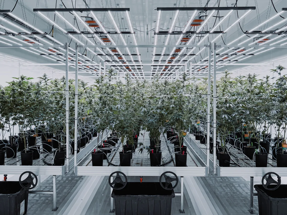 Finished cannabis cultivation room at 35 Silton in operation: rows of mature cannabis plants under LED grow-light rails on white rolling benches, white insulated-panel walls and ceiling, sealed epoxy floor, the cold storage envelope WFE built now running as a grow room.